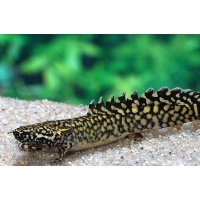 Polypterus Ornatipinnis 5-7cm Polypterus Ornatipinnis 5-7cm
